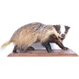 EARLY 20TH CENTURY TAXIDERMY BADGER