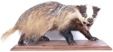 EARLY 20TH CENTURY TAXIDERMY BADGER