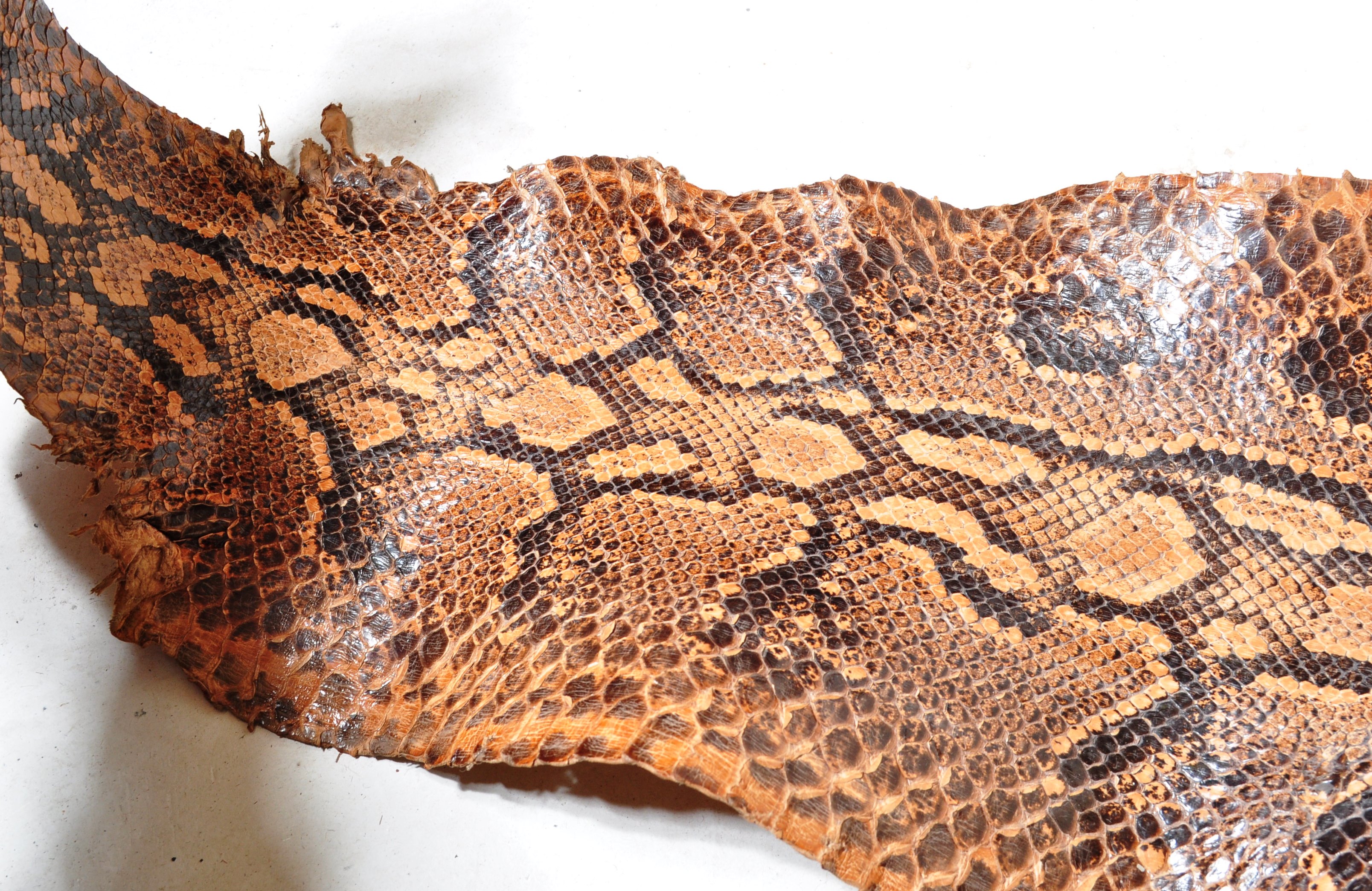 VINTAGE 20TH CENTURY SNAKESKIN - Image 7 of 10