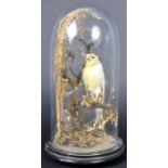 19TH CENTURY VICTORIAN TAXIDERMY BIRD WITHIN GLASS DOME