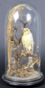 19TH CENTURY VICTORIAN TAXIDERMY BIRD WITHIN GLASS DOME