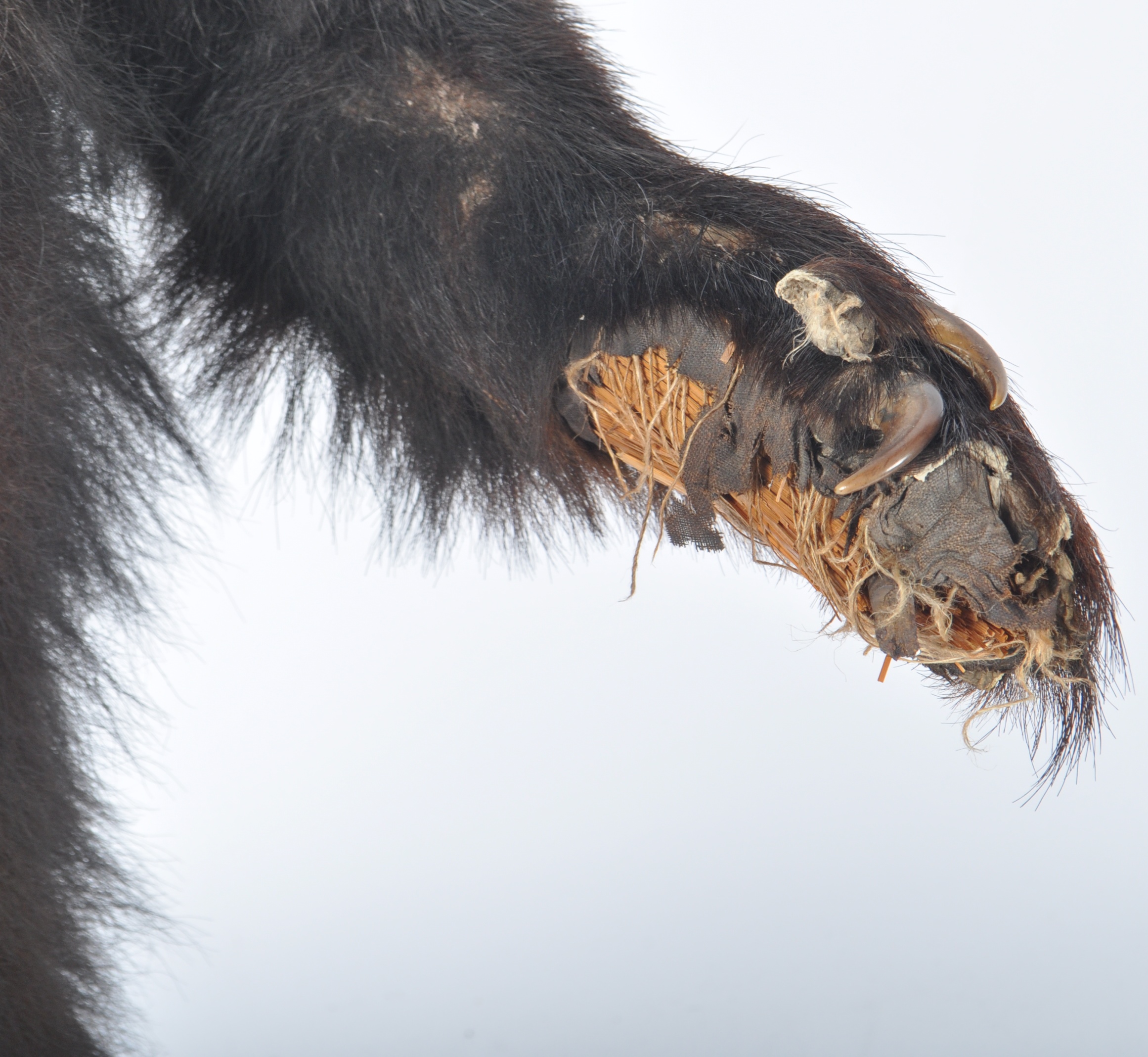 TAXIDERMY EXAMPLE OF A RUSSIAN SUN BEAR - Image 5 of 10