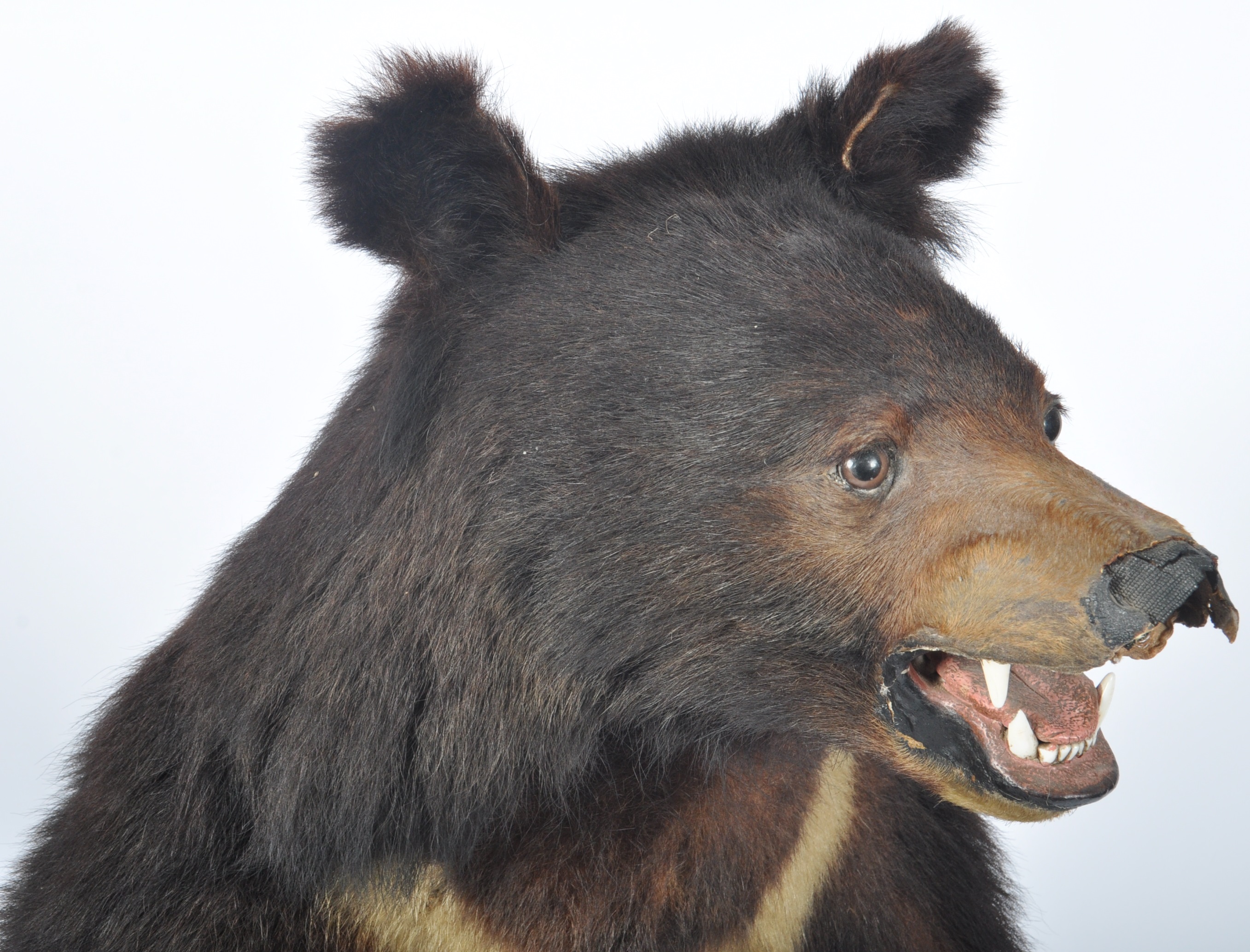 TAXIDERMY EXAMPLE OF A RUSSIAN SUN BEAR - Image 3 of 10