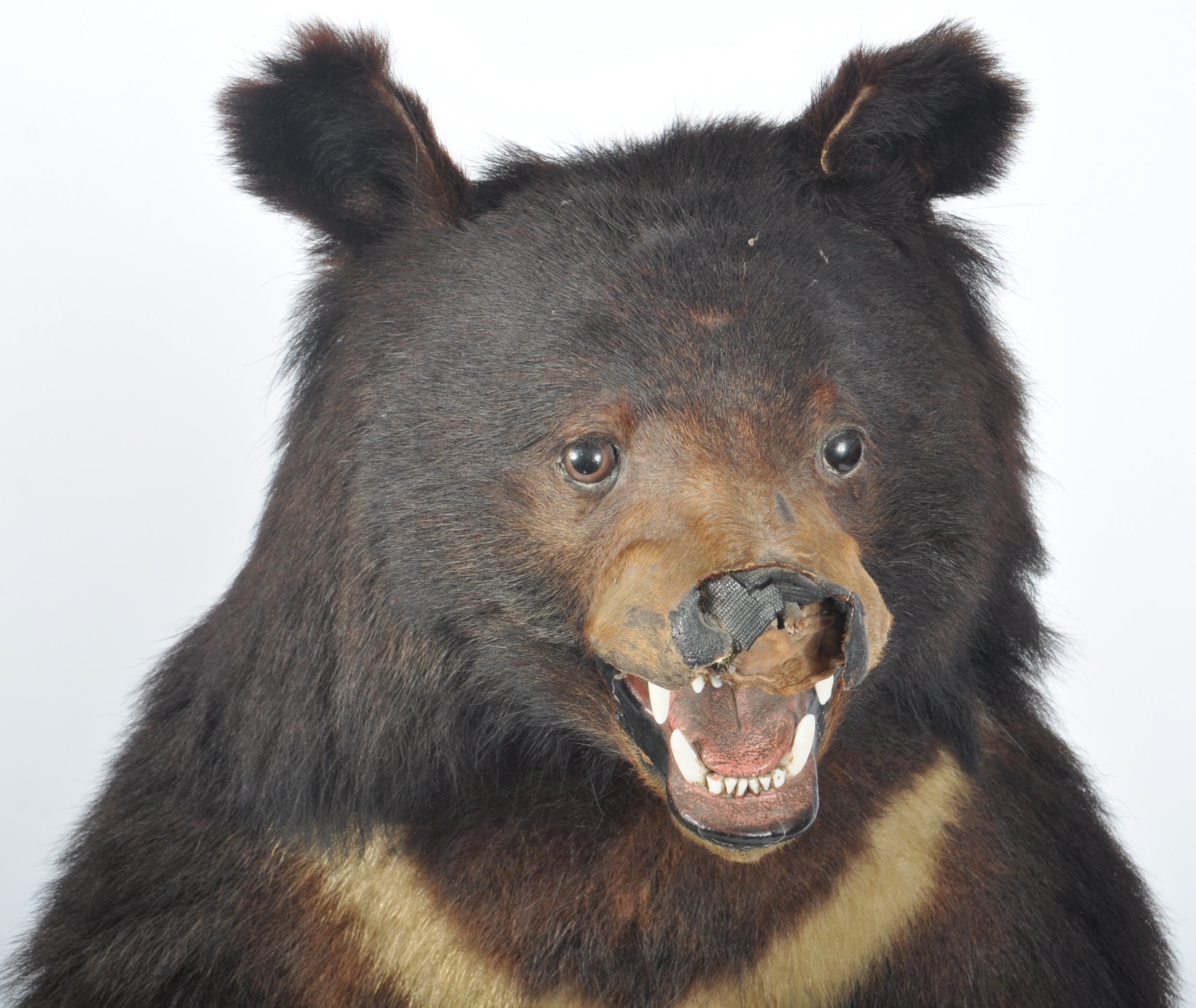 TAXIDERMY EXAMPLE OF A RUSSIAN SUN BEAR - Image 10 of 10