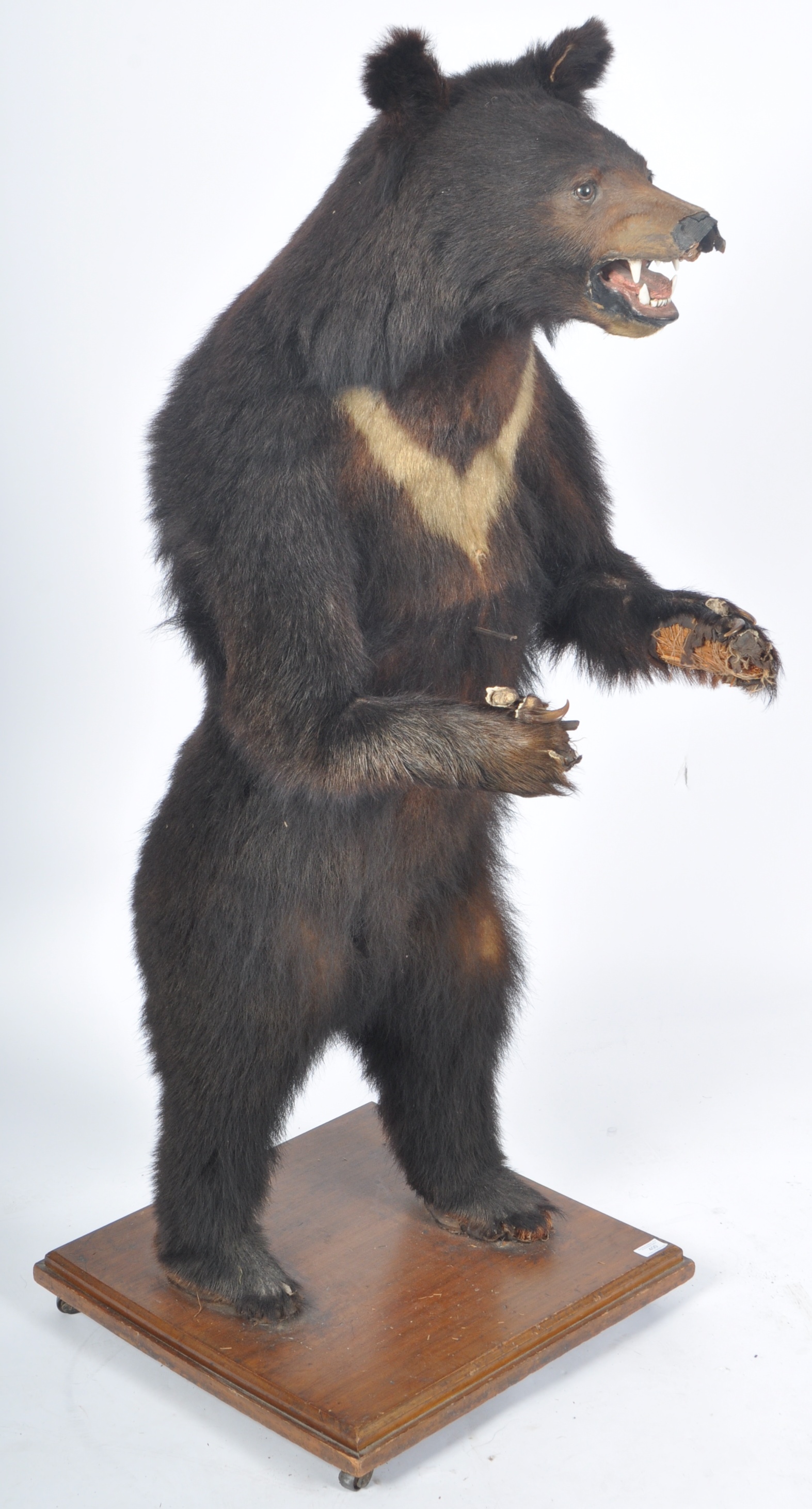 TAXIDERMY EXAMPLE OF A RUSSIAN SUN BEAR - Image 2 of 10