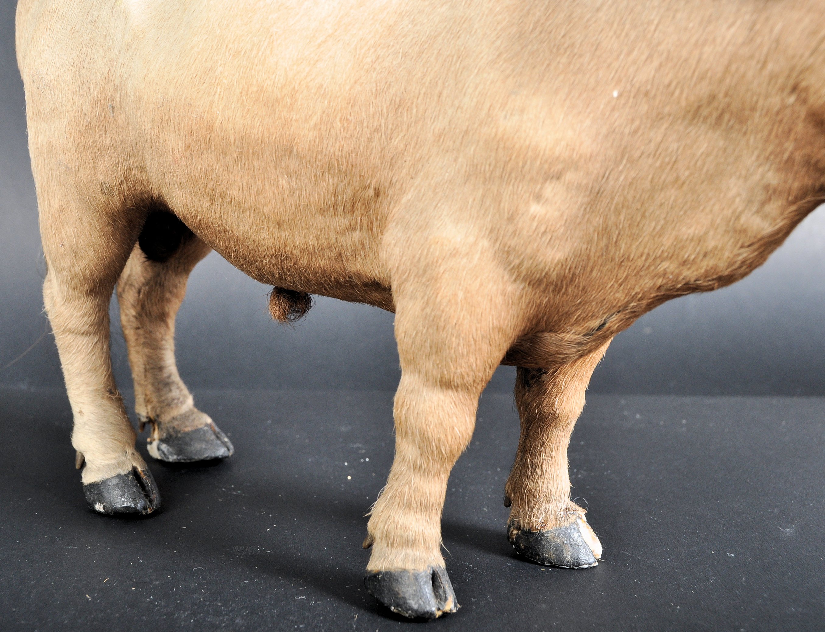 PAIR OF EDWARDIAN MODEL BULLOCKS - Image 7 of 13