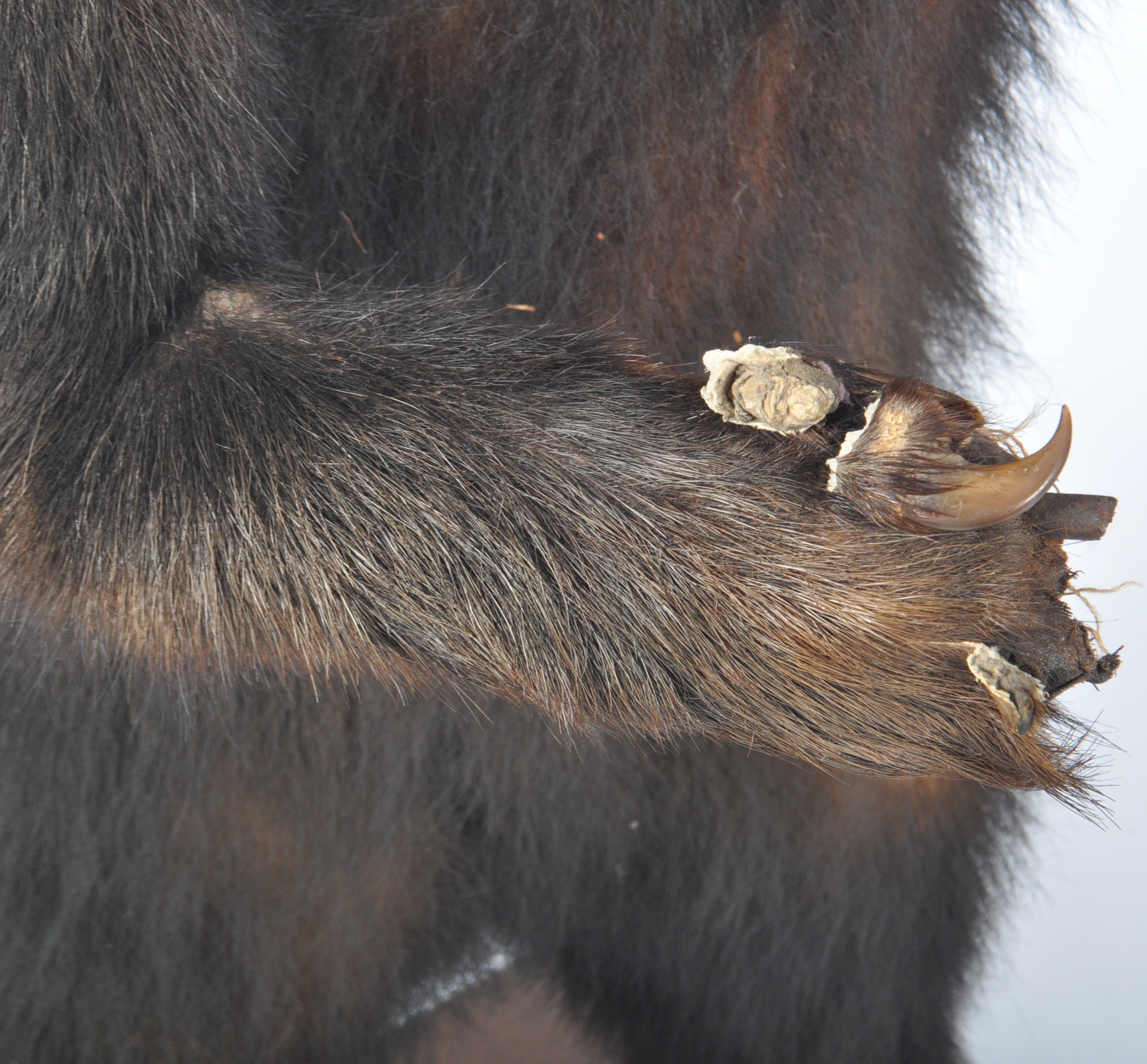 TAXIDERMY EXAMPLE OF A RUSSIAN SUN BEAR - Image 4 of 10