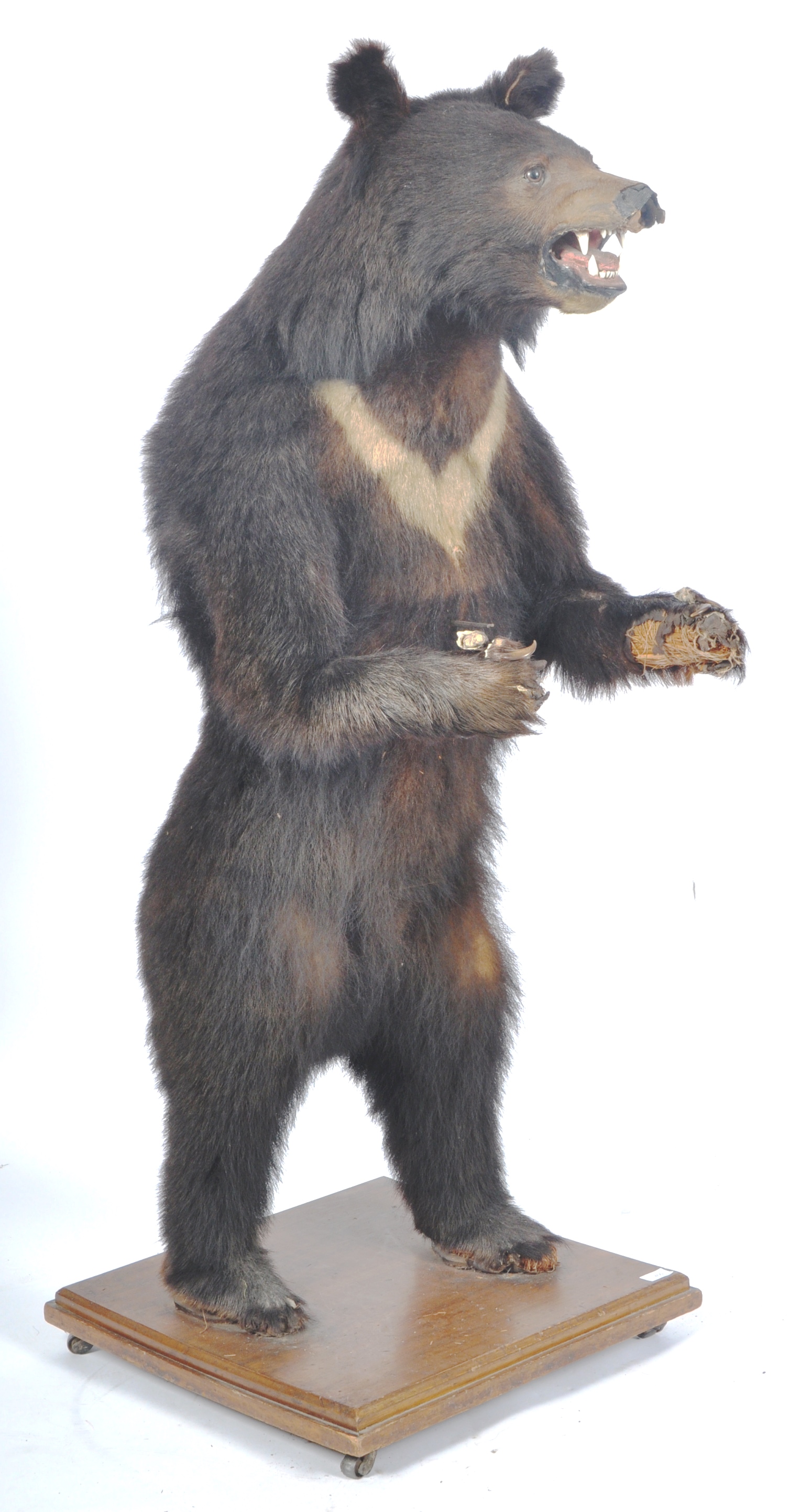 TAXIDERMY EXAMPLE OF A RUSSIAN SUN BEAR