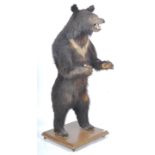 TAXIDERMY EXAMPLE OF A RUSSIAN SUN BEAR