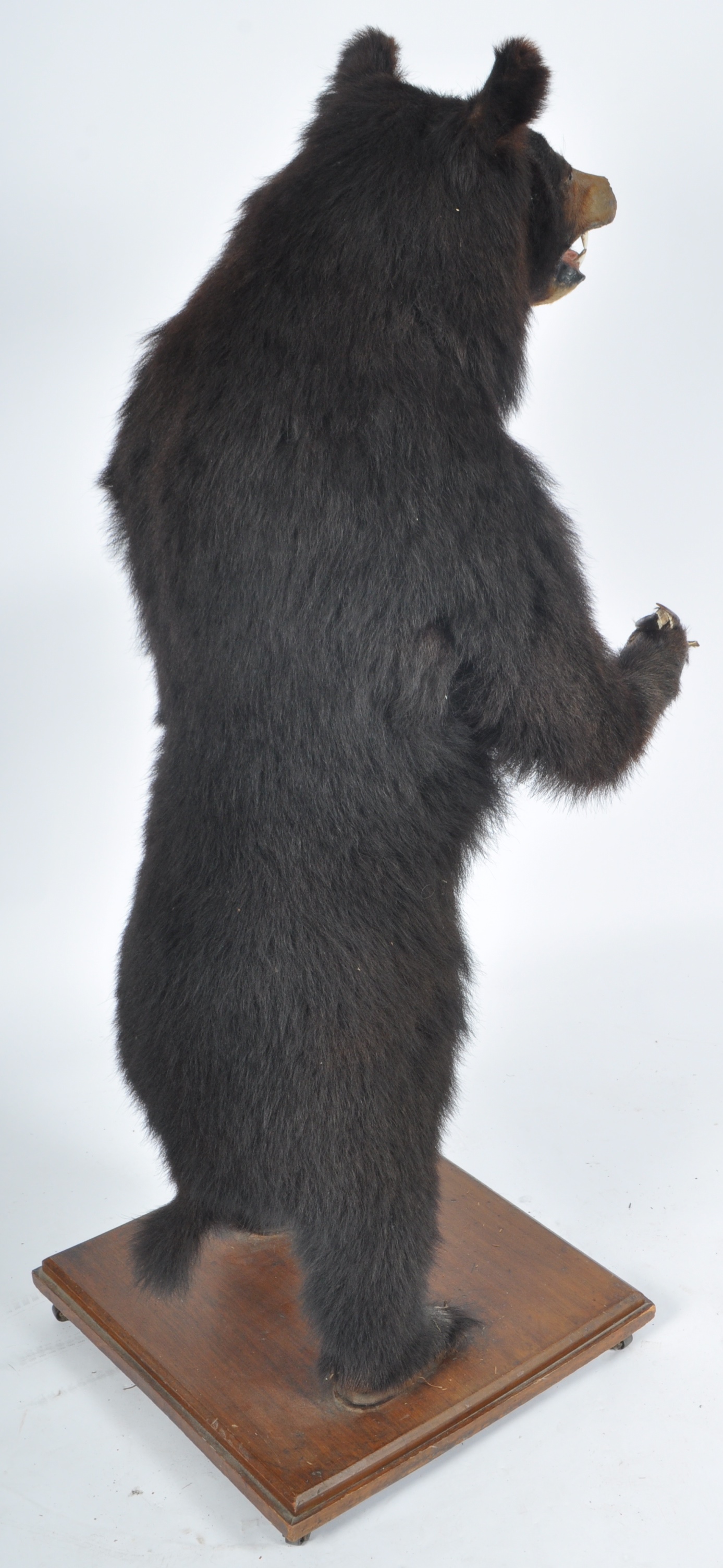 TAXIDERMY EXAMPLE OF A RUSSIAN SUN BEAR - Image 8 of 10