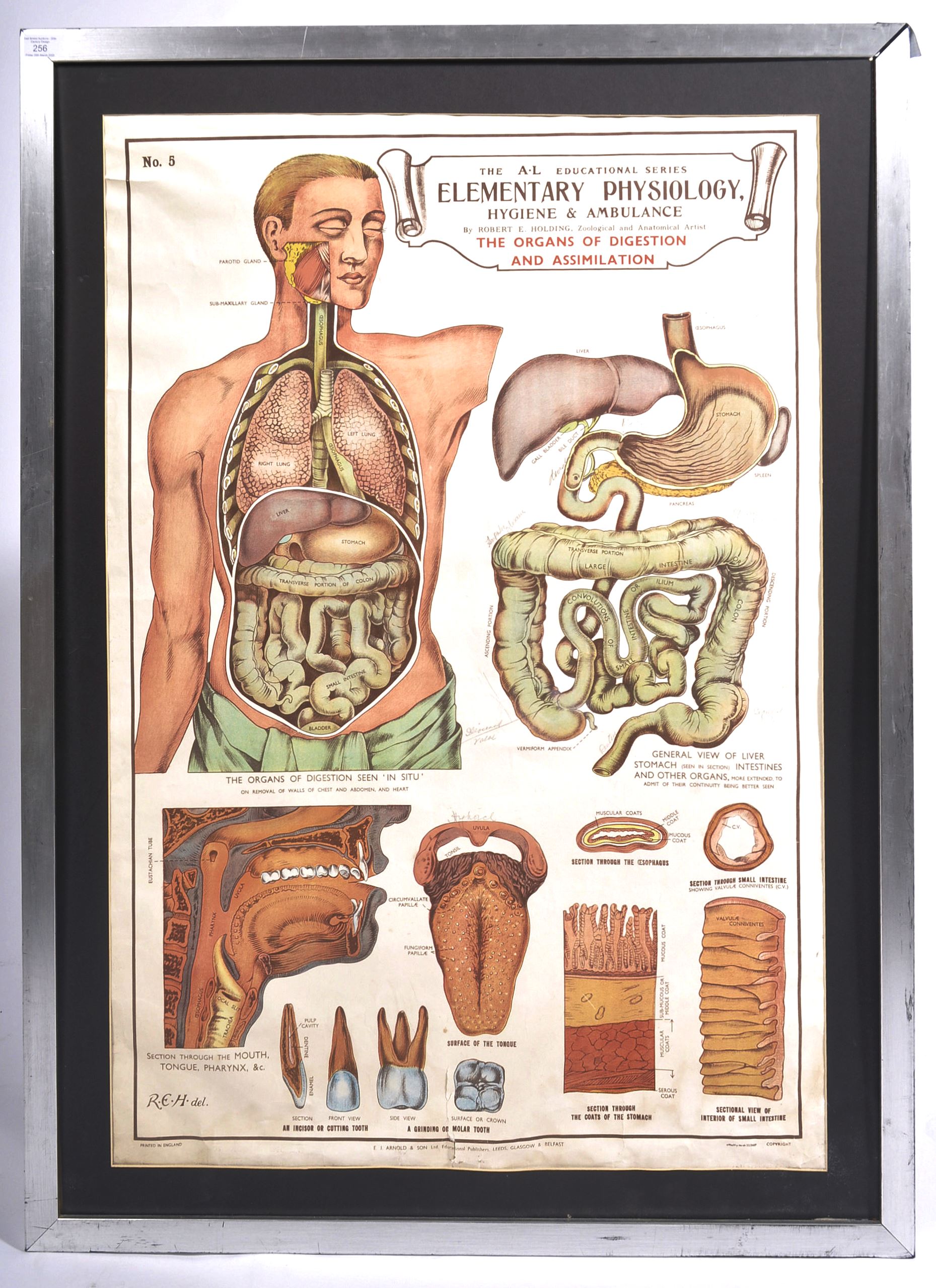 MID 20TH CENTURY 'THE ORGANS' EDUCATIONAL POSTER