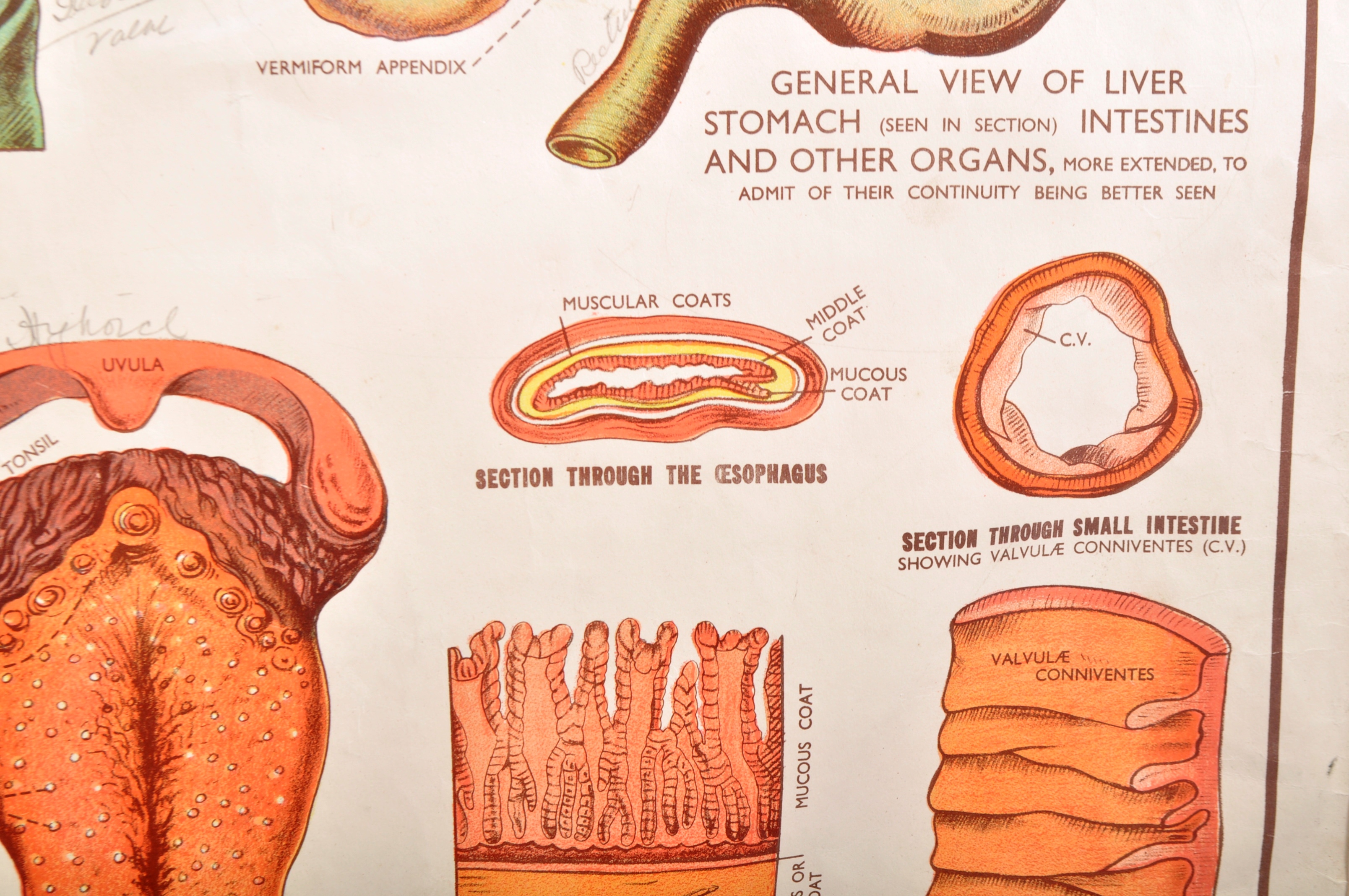 MID 20TH CENTURY 'THE ORGANS' EDUCATIONAL POSTER - Image 8 of 11