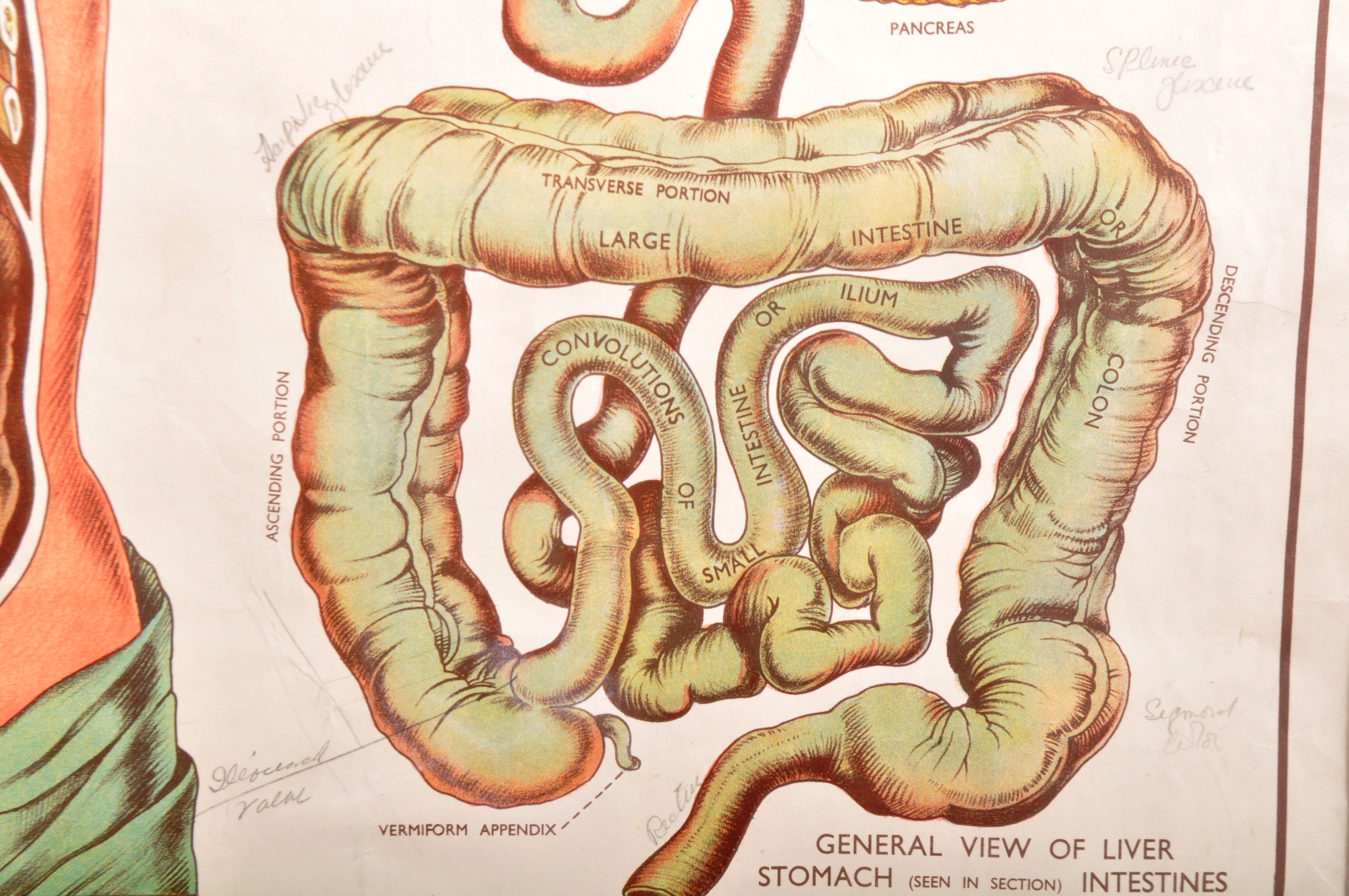 MID 20TH CENTURY 'THE ORGANS' EDUCATIONAL POSTER - Image 6 of 11