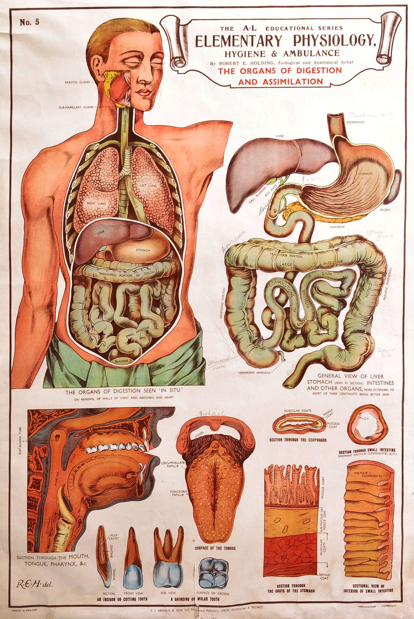 MID 20TH CENTURY 'THE ORGANS' EDUCATIONAL POSTER - Image 2 of 11