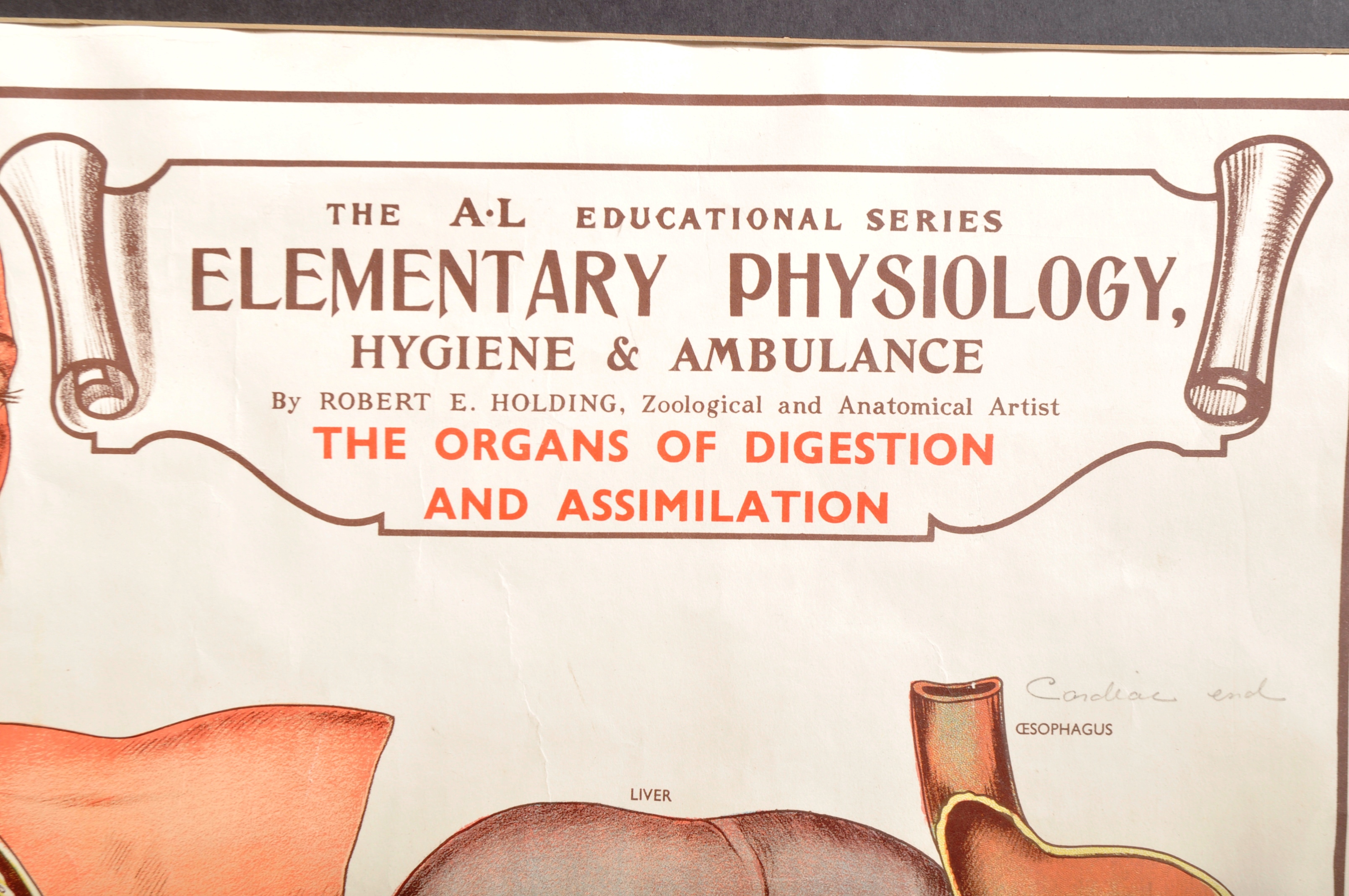 MID 20TH CENTURY 'THE ORGANS' EDUCATIONAL POSTER - Image 4 of 11