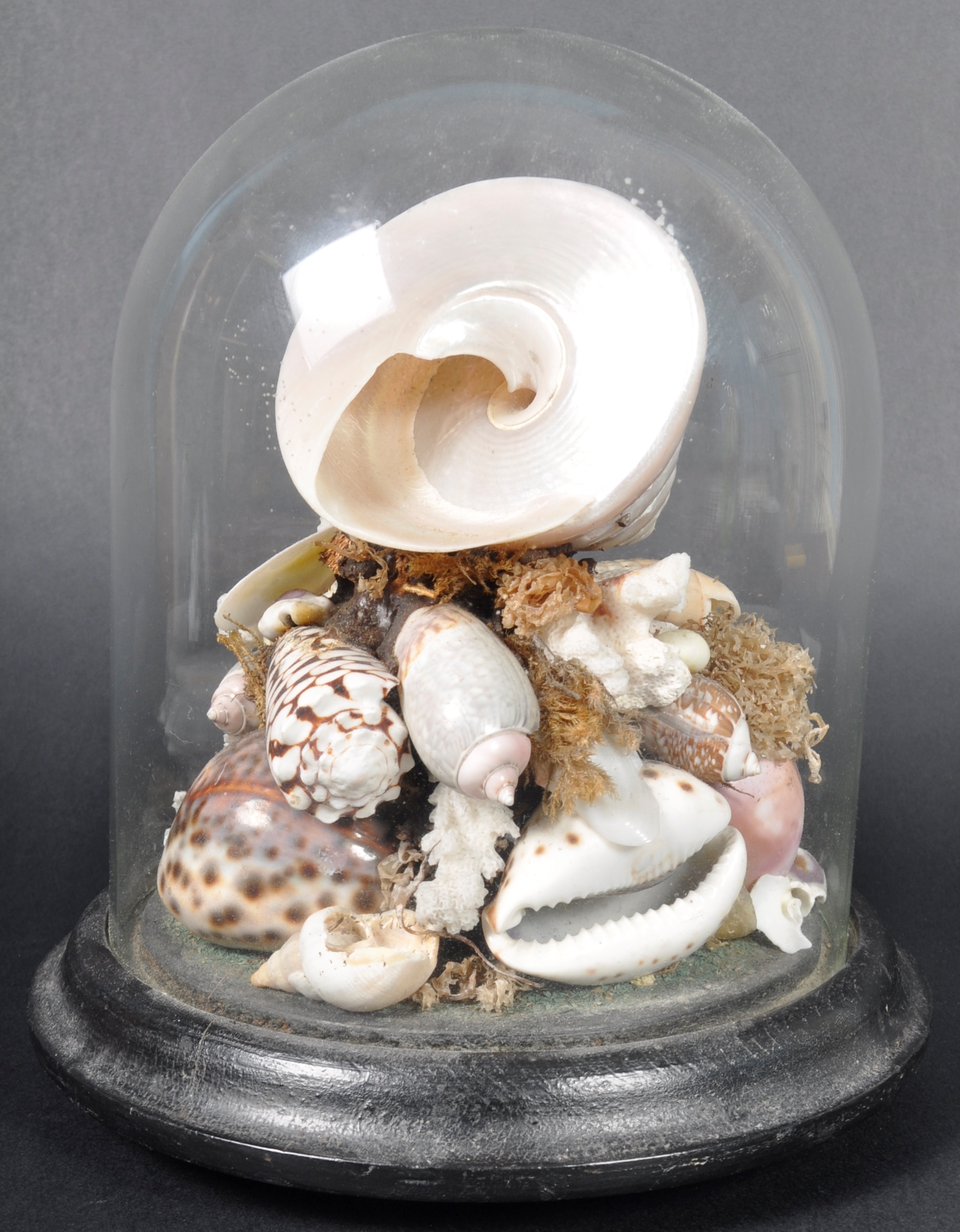 NATURAL HISTORY & TAXIDERMY - SHELL & CORAL WITHIN GLASS DOME - Image 7 of 7