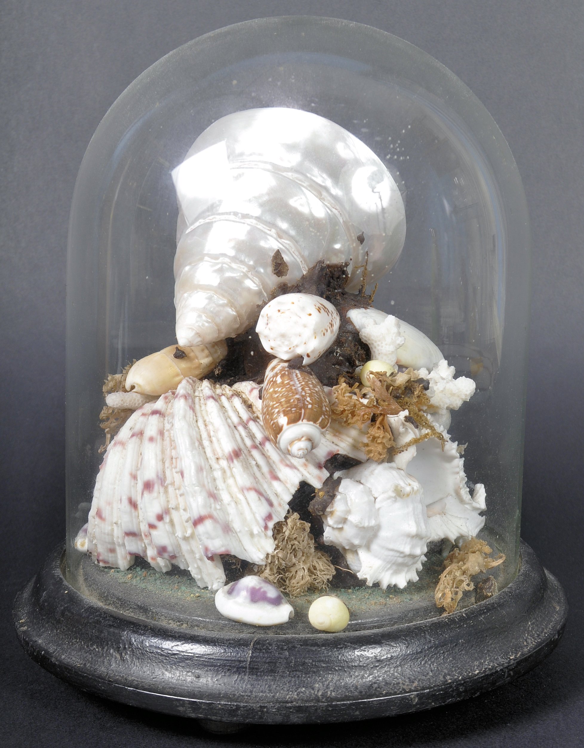 NATURAL HISTORY & TAXIDERMY - SHELL & CORAL WITHIN GLASS DOME