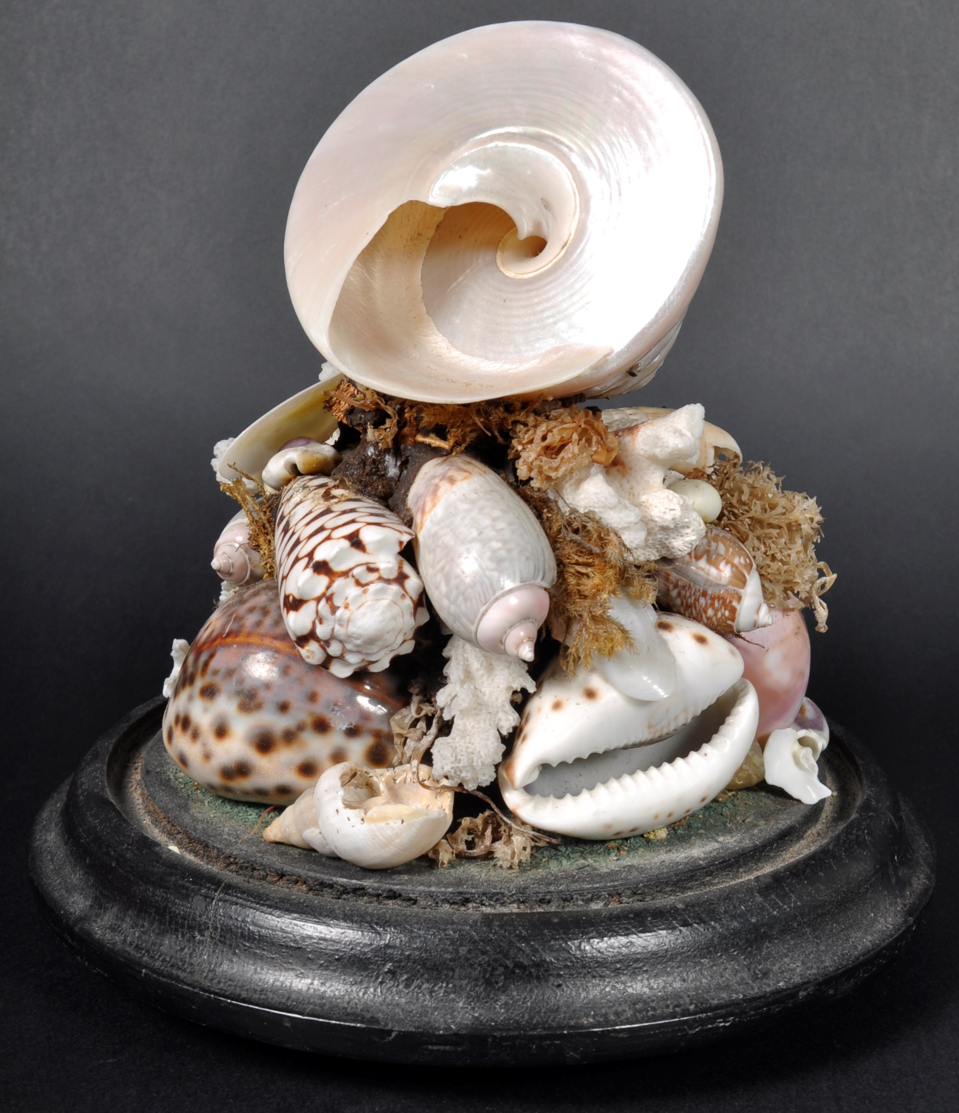 NATURAL HISTORY & TAXIDERMY - SHELL & CORAL WITHIN GLASS DOME - Image 6 of 7