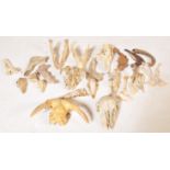 OF TAXIDERMY / NATURAL HISTORY INTEREST - COLLECTION OF ANIMAL SKULLS