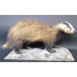 OF TAXIDERMY INTEREST - VINTAGE 20TH CENTURY TAXIDERMY BADGER