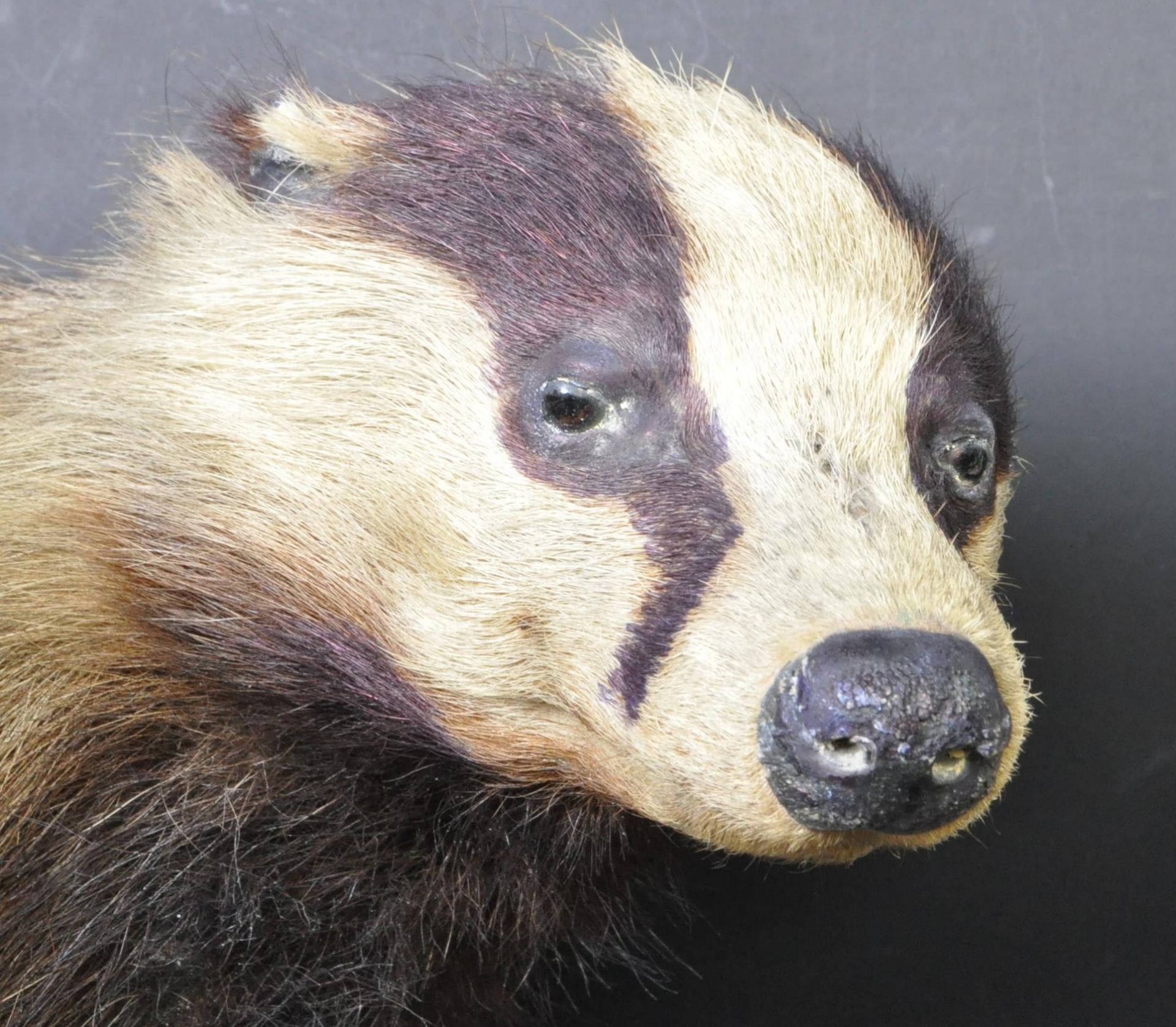 OF TAXIDERMY INTEREST - VINTAGE 20TH CENTURY TAXIDERMY BADGER - Bild 2 aus 3