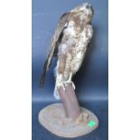 OF TAXIDERMY INTEREST - VINTAGE 20TH CENTURY TAXIDERMY BUZZARD