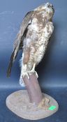 OF TAXIDERMY INTEREST - VINTAGE 20TH CENTURY TAXIDERMY BUZZARD