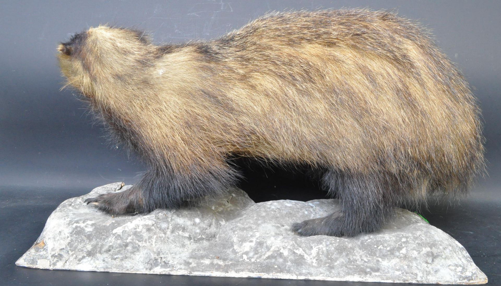 OF TAXIDERMY INTEREST - VINTAGE 20TH CENTURY TAXIDERMY BADGER - Bild 3 aus 3