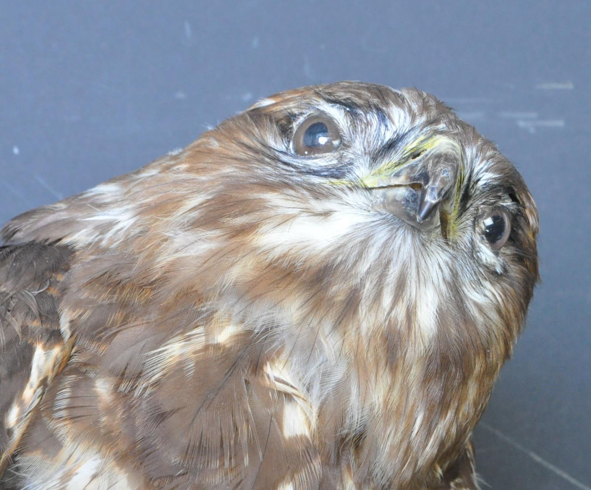 OF TAXIDERMY INTEREST - VINTAGE 20TH CENTURY TAXIDERMY BUZZARD - Bild 2 aus 3