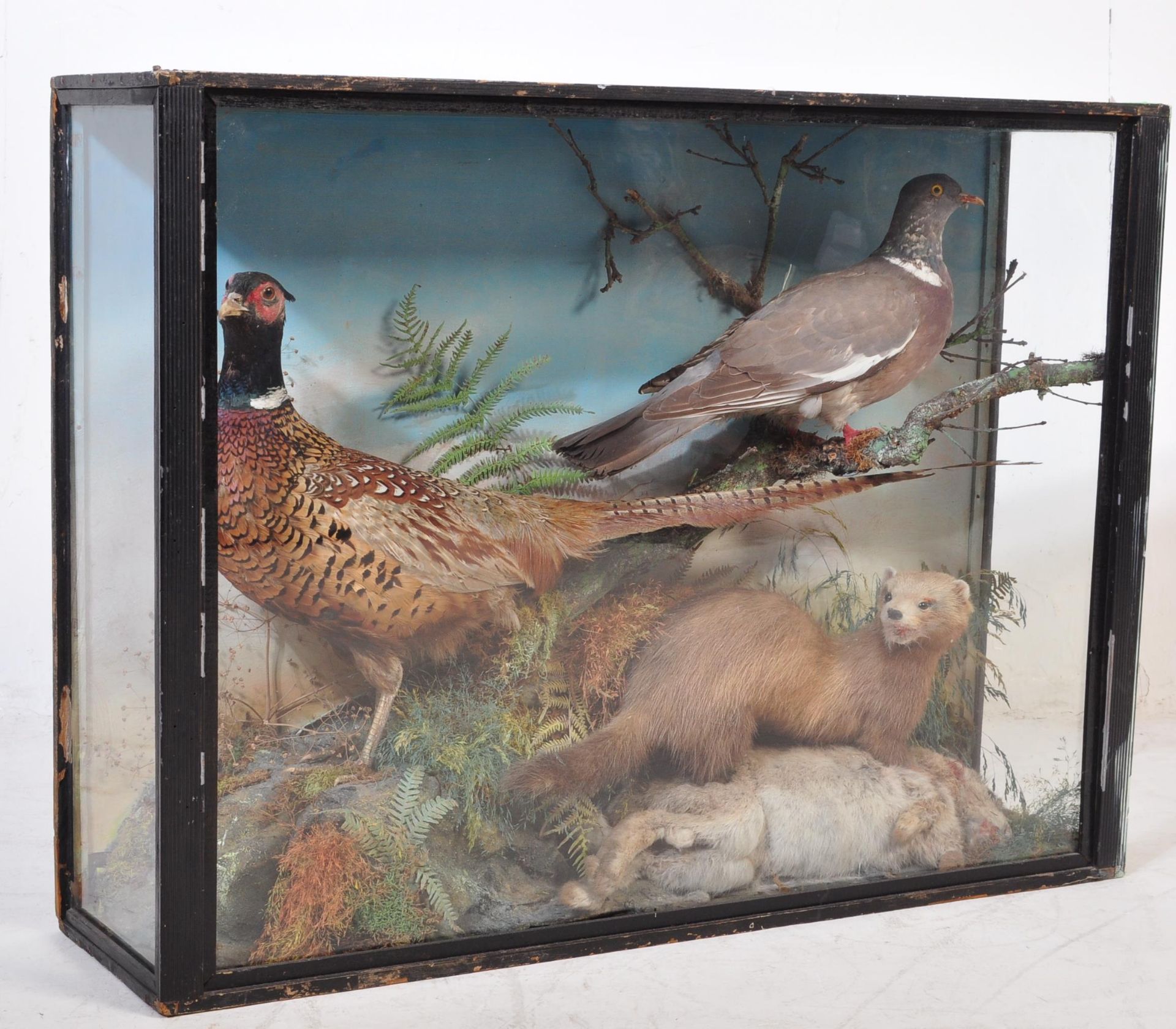 OF TAXIDERMY INTEREST - VINTAGE TAXIDERMY PHEASANT