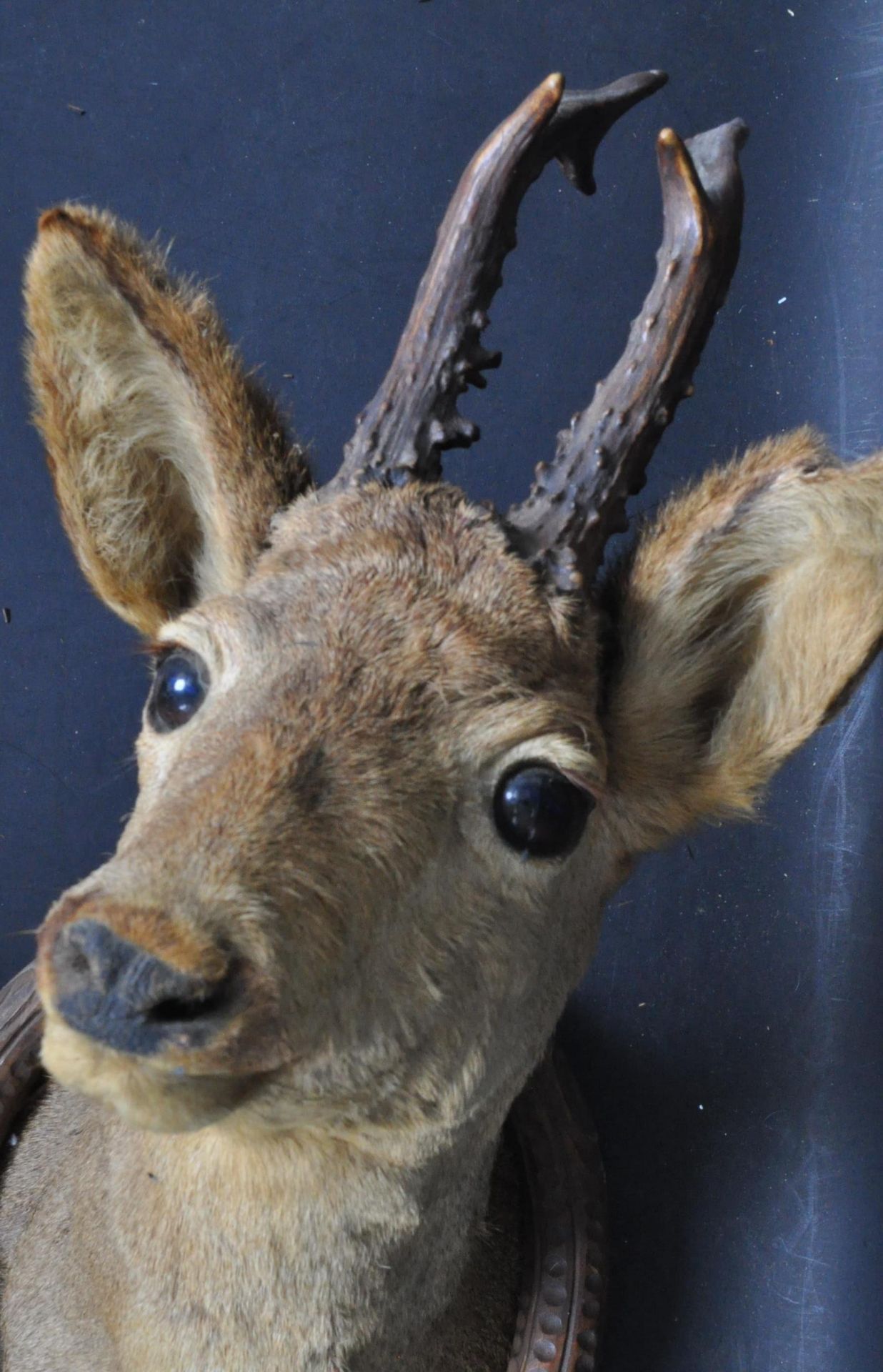 TAXIDERMY WALL MOUNTED DEER HEAD - Bild 2 aus 4