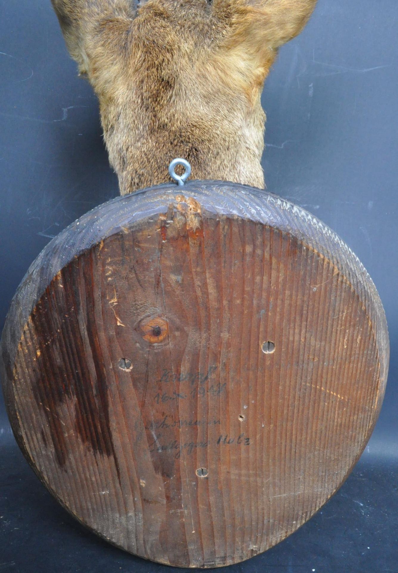 TAXIDERMY WALL MOUNTED DEER HEAD - Bild 4 aus 4