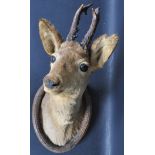 TAXIDERMY WALL MOUNTED DEER HEAD