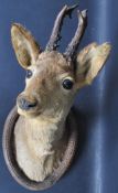 TAXIDERMY WALL MOUNTED DEER HEAD