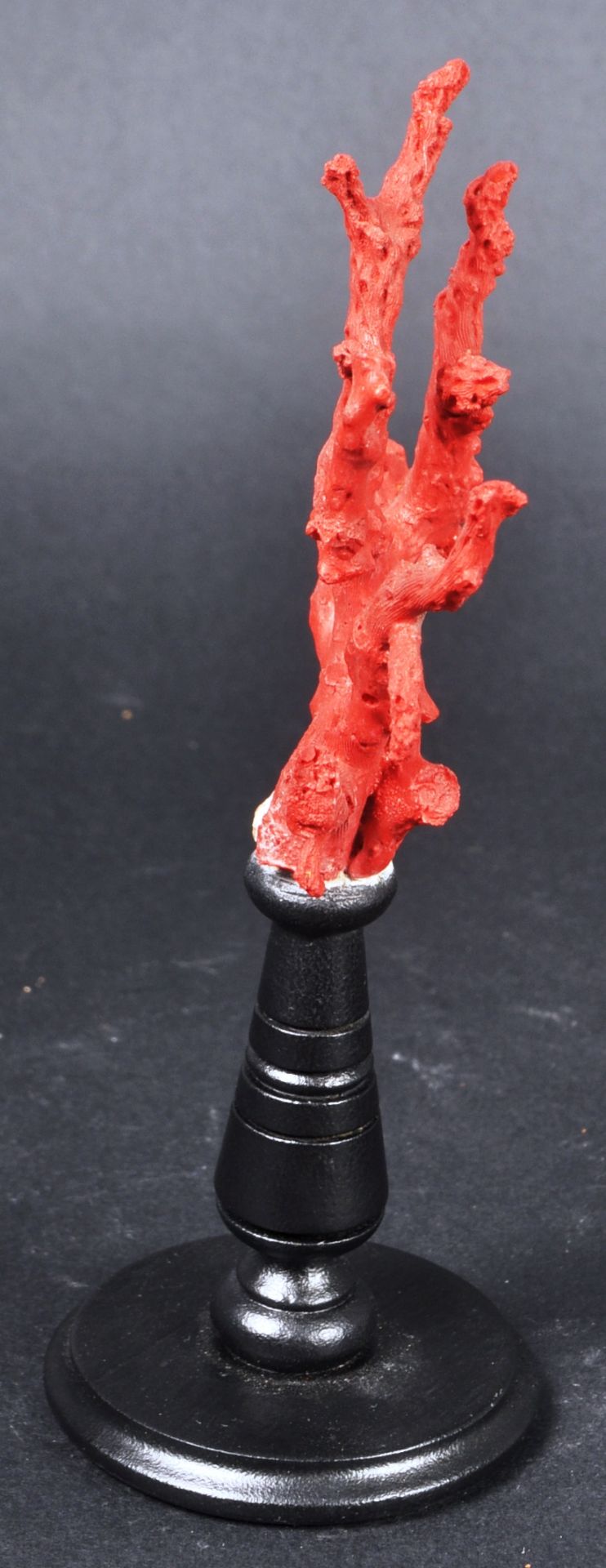 NATURAL HISTORY & TAXIDERMY - SICILIAN RED CORAL BRANCH - Image 5 of 6