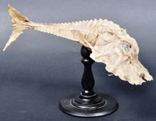 TAXIDERMY & NATURAL HISTORY SPECIMEN ON STAND