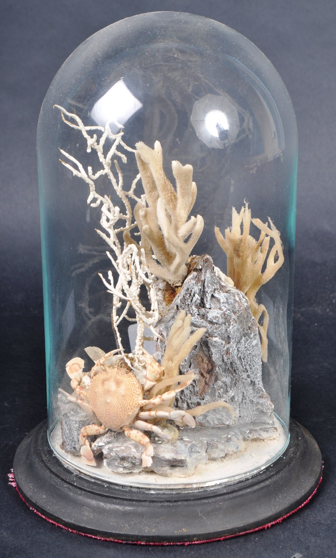 TAXIDERMY & NATURAL HISTORY - GLASS DOMED SEA CREATURES - Image 6 of 6