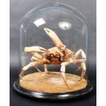 TAXIDERMY & NATURAL HISTORY - VICTORIAN CRAB IN GLASS DOME