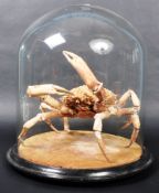 TAXIDERMY & NATURAL HISTORY - VICTORIAN CRAB IN GLASS DOME