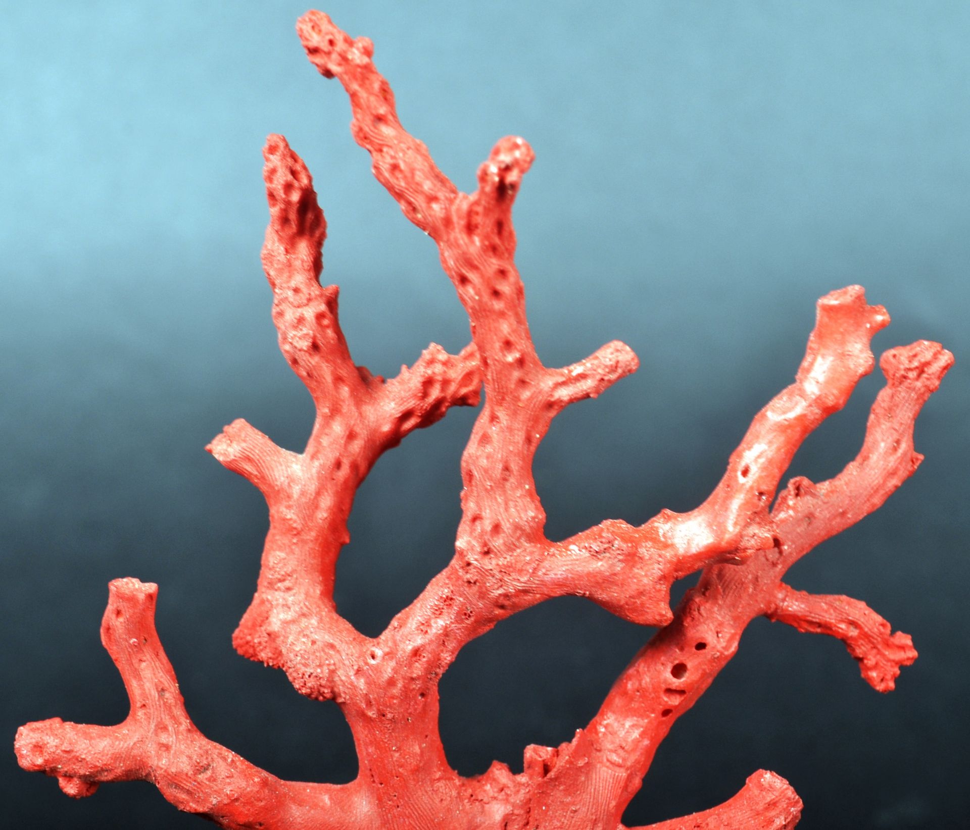 NATURAL HISTORY & TAXIDERMY - SICILIAN RED CORAL BRANCH - Image 2 of 6