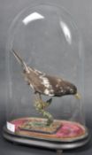 TAXIDERMY EXAMPLE OF A FEMALE BLACKBRD IN GLASS DOME