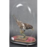 TAXIDERMY EXAMPLE OF A FEMALE BLACKBRD IN GLASS DOME