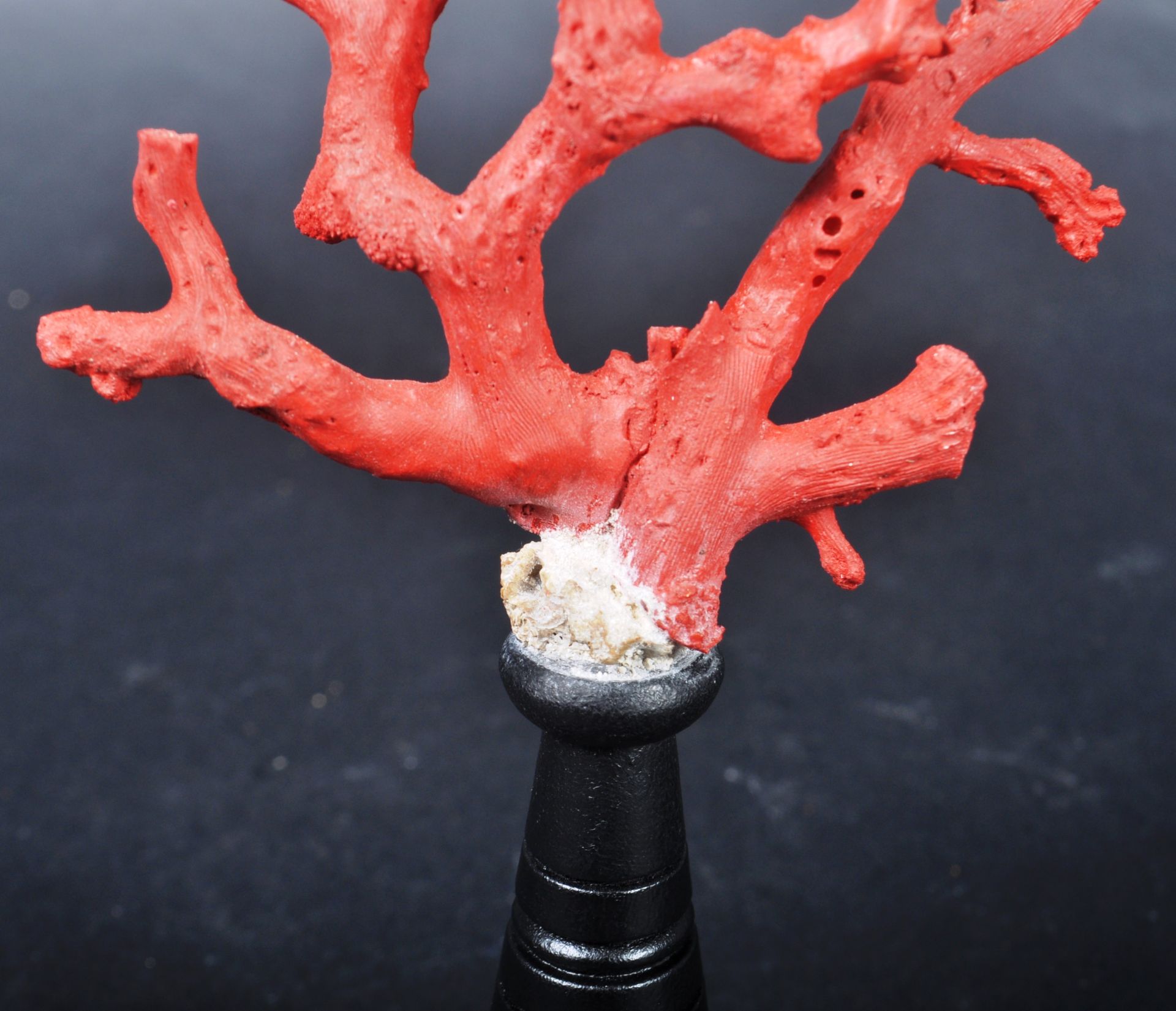 NATURAL HISTORY & TAXIDERMY - SICILIAN RED CORAL BRANCH - Image 4 of 6