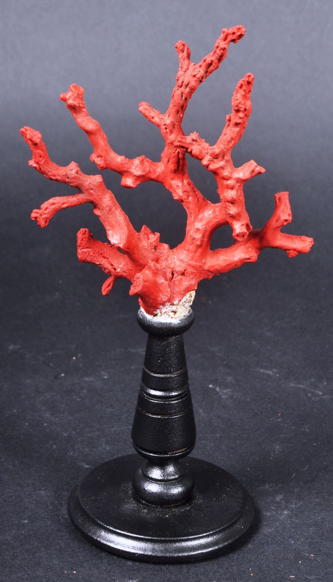 NATURAL HISTORY & TAXIDERMY - SICILIAN RED CORAL BRANCH - Image 6 of 6