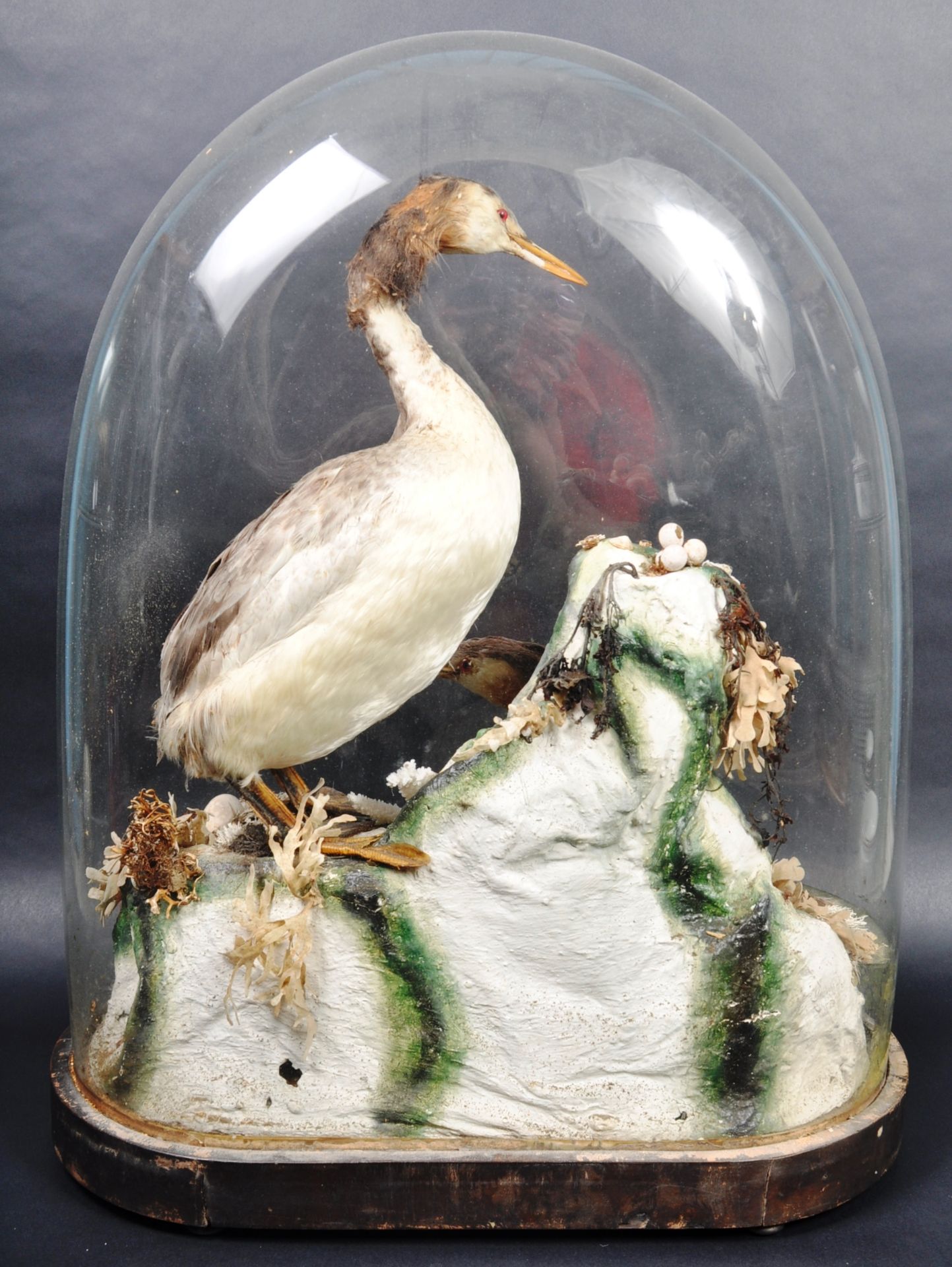 TAXIDERMY & NATURAL HISTORY - LARGE GLASS DOMED GREBE DISPLAY - Image 8 of 8