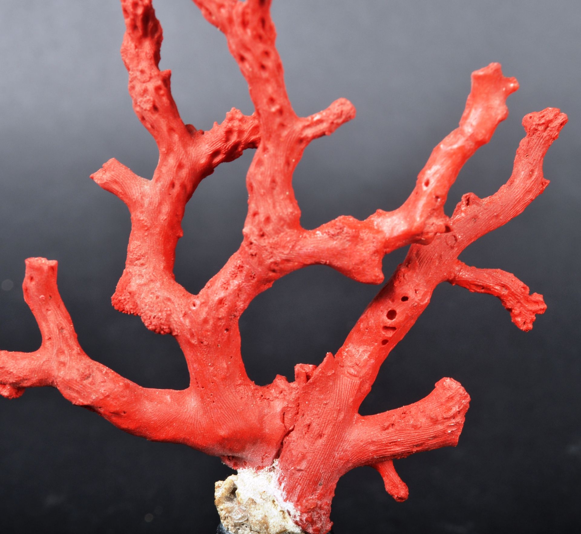 NATURAL HISTORY & TAXIDERMY - SICILIAN RED CORAL BRANCH - Image 3 of 6