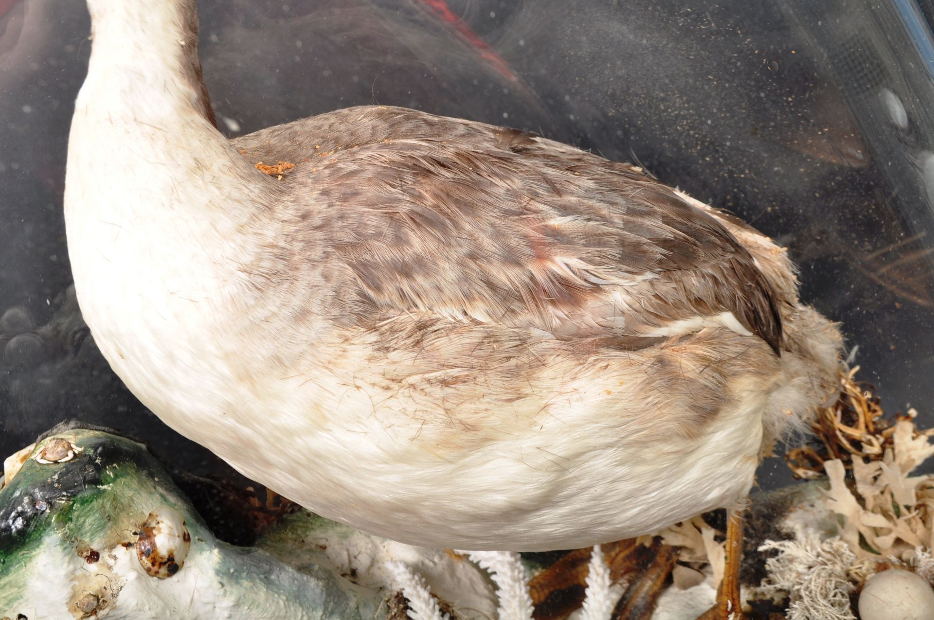 TAXIDERMY & NATURAL HISTORY - LARGE GLASS DOMED GREBE DISPLAY - Image 3 of 8