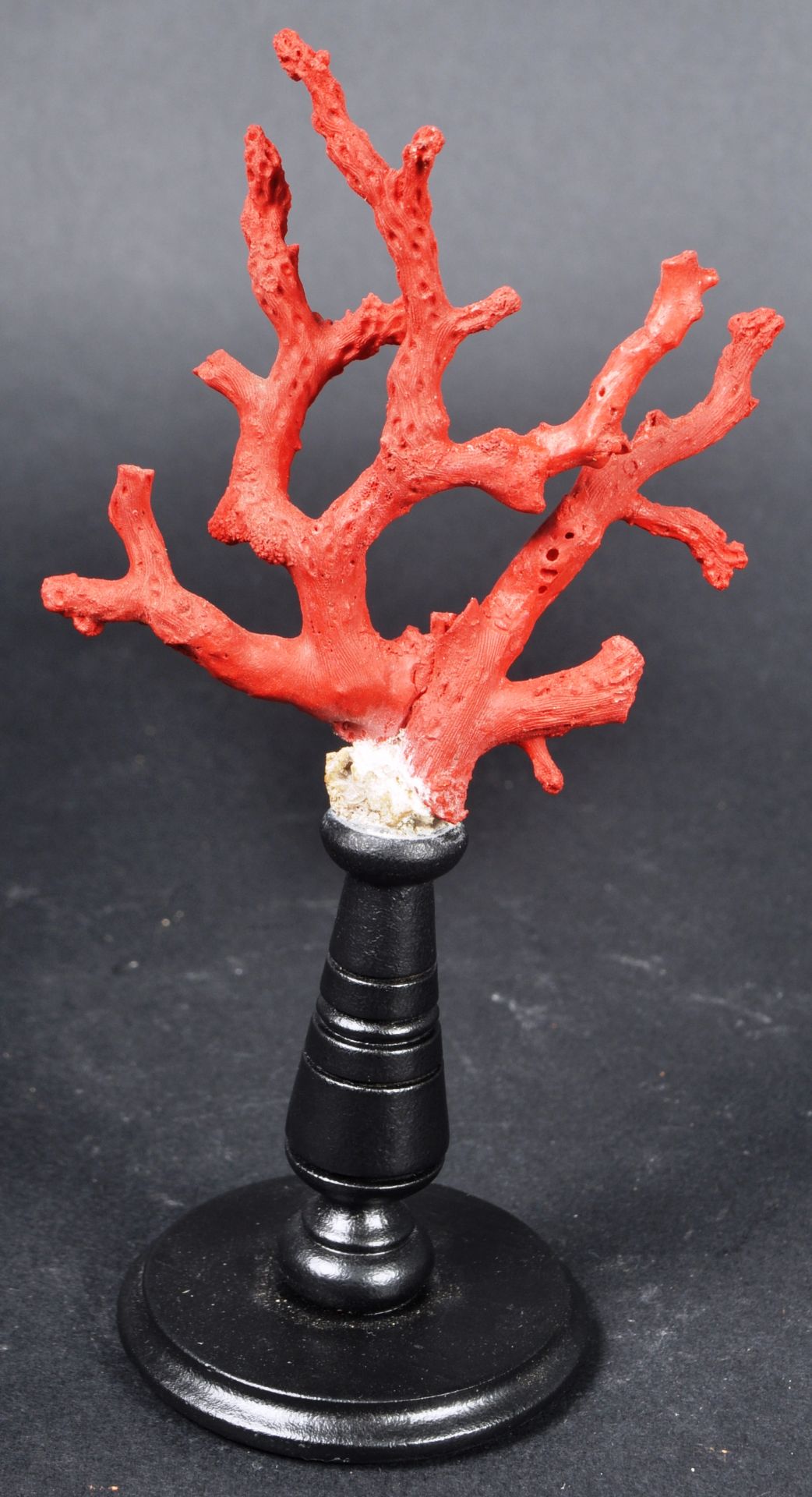 NATURAL HISTORY & TAXIDERMY - SICILIAN RED CORAL BRANCH