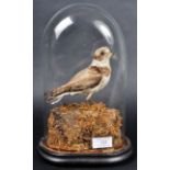 TAXIDERMY VICTORIAN BIRD IN GLASS DOME