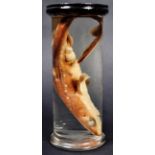 EDWARDIAN WET SPECIMEN PRESERVED SHARK